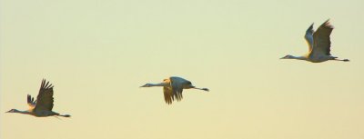 _MG_9194banner.jpg