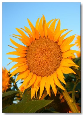  Sunflowers 2009