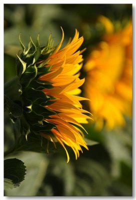 Sunflowers 2009