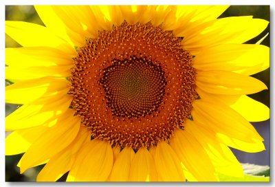 Backyard backlit Sunflower