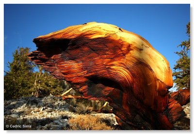 Bristlecone Pine Forest 2010