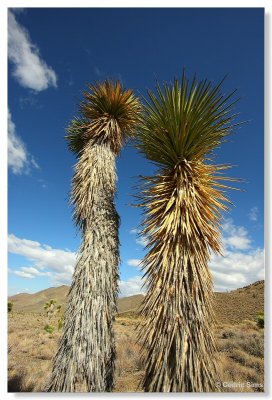 Death valley  2010