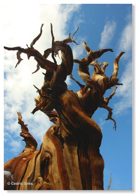 Bristlecone Pine Forest 2010