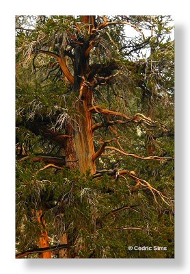 Bristlecone Pine Forest 2010
