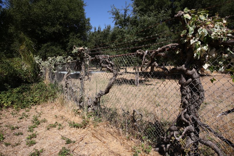 Vines engulfing fence surround pool area