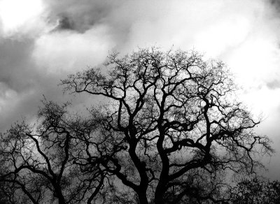 San-Anselmo-winter-tree-BW.jpg