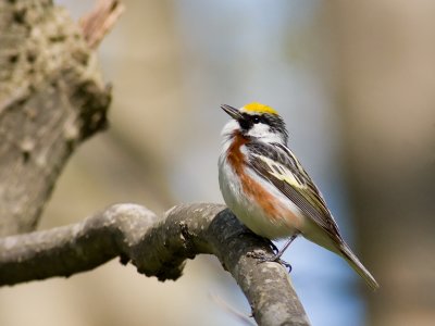 Point Pelee