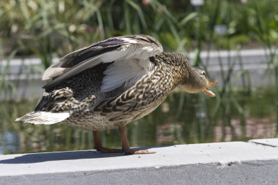 des canards