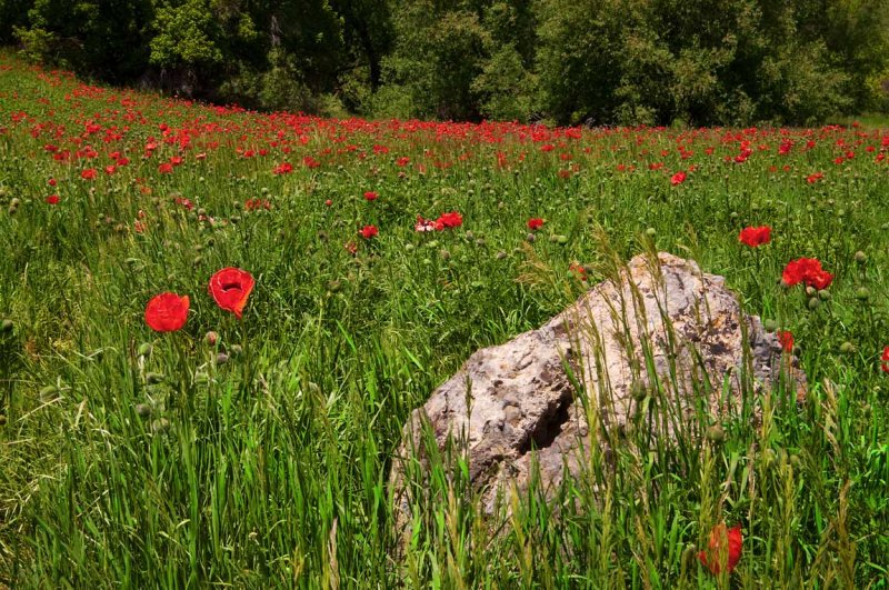 Poppy Fields Half in Bloom - Mantua, Utah