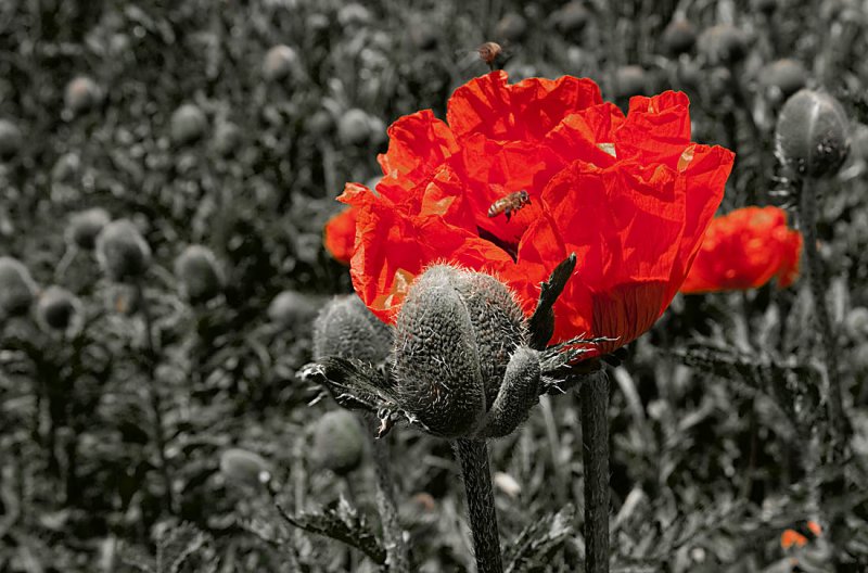 Bees / Poppies / Mantua