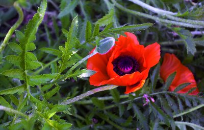 Poppy Fields - Mantua, Utah