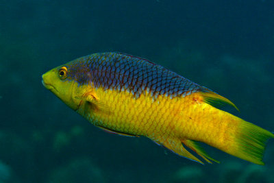 Roatan Underwater