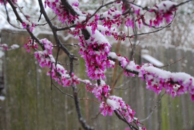 March 12, 2009 - Okarche Snowfall (2.8 inches)