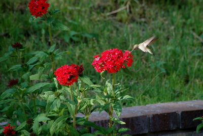 in backyard