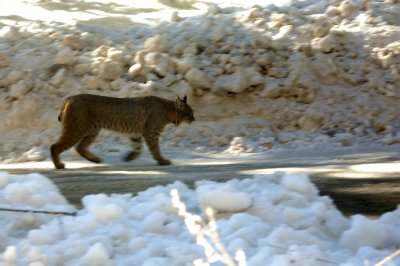 Bobcat encountered on trail
