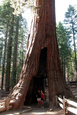 Mariposa Grove