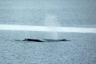 Humpback whales - Mother and calf