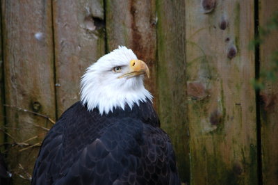Ketchican - captive eagle