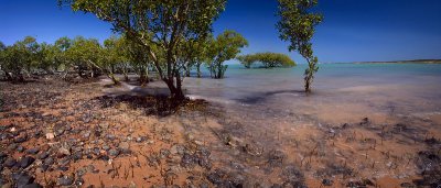 Mangroves at Town Beach