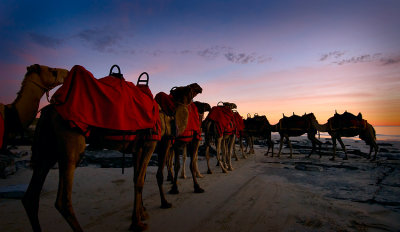 Camel Crossing