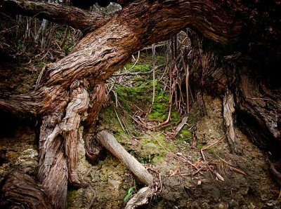 Gnarled Root