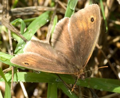 Meadow Brown