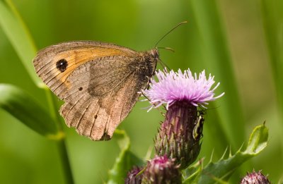 Butterfly on Thistle