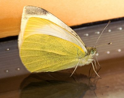 Butterfly Indoors