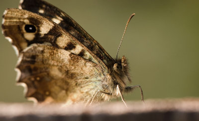 Butterfly on Fence