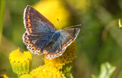 Common Blue Female