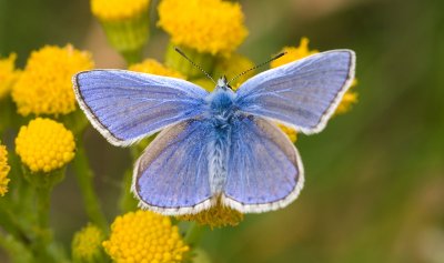 Common Blue Male