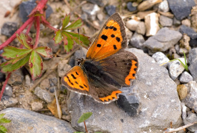 Large Copper Female