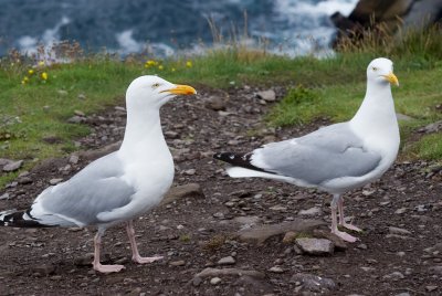 Herring Gulls at Slea Head