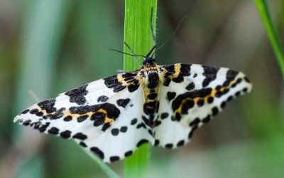 Magpie Moth