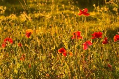 Poppies