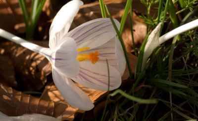 Crocus