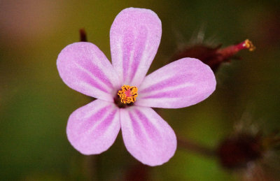 Wildflower  1cm diameter