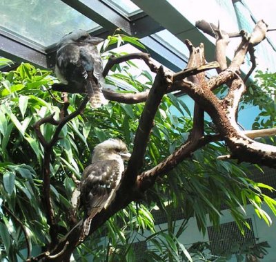 Zoo kookaburas