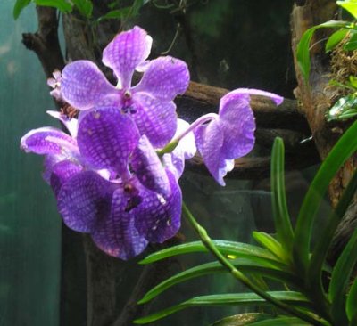 Zoo orchid