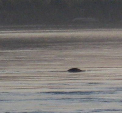 A sea lion in Siletz Bay