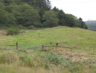 On the way home, some turkey vultures chilling.