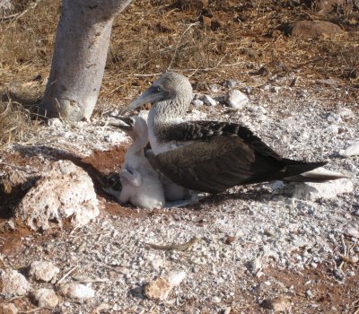 First blue-footed booby, with chick and lava lizard