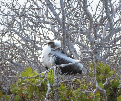 Frigatebird chick