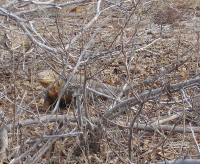 Land iguana