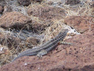Male lava lizard