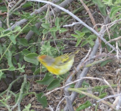 Yellow warbler