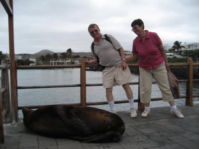 A bull sea lion--he just woke up!
