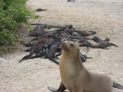 Sea lion & marine iguanas