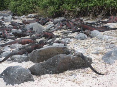 Marine iguanas