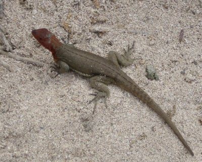 Female lava lizard